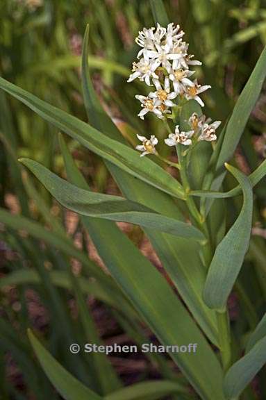 maianthemum stellatum 5 graphic